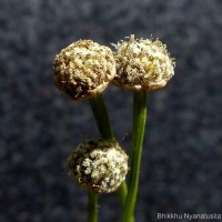 Eriocaulon thwaitesii Körn.